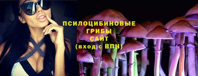 Псилоцибиновые грибы Psilocybe  Болохово 